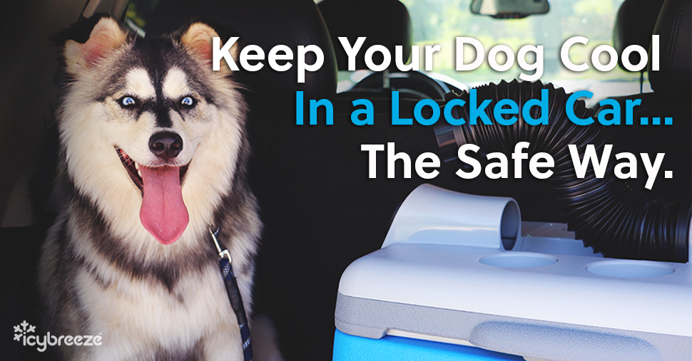 How to keep your dog cool in a locked car... the right way.